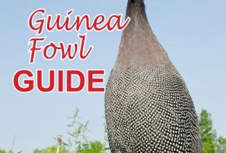 Keeping Guinea Fowl